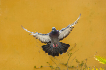 canario y paloma volando