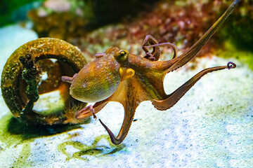 Common octopus (Octopus vulgaris) swimming
