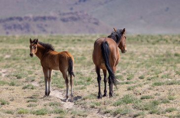 Wild Horse Mare and Her Foal in theUtah Desert in Springtime - obrazy, fototapety, plakaty