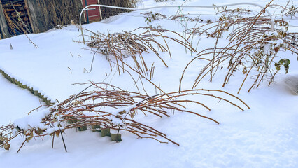 Fototapeta premium Raspberry bush in winter in snow, Branches of bushes bent to ground in winter