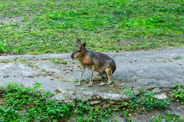 Patagonian mara in a zoo. Dolichotis patagonum, cute rodent sitting portrait. South American fauna. Funny animal from Argentina.