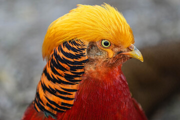 Yellow Golden Pheasant Rooster