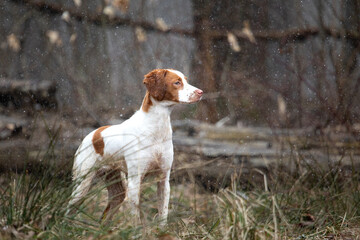 Brittany Spaniel in winter weather condition standing in a field