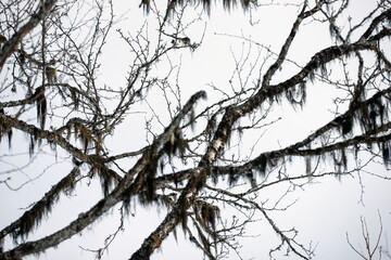 branches of a tree,åre,jämtland,sverige,sweden,norrland,Mats