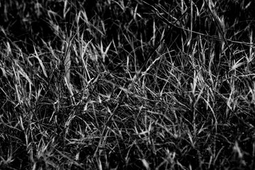 The grass growth on dried wasteland along the road in Black and white