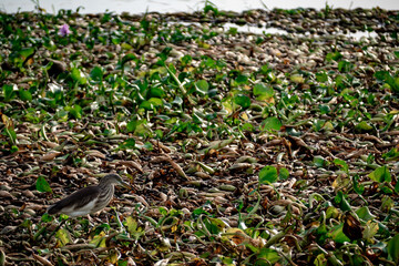 A Pond heron walking for food on a raft of water hyacinths - 761540754
