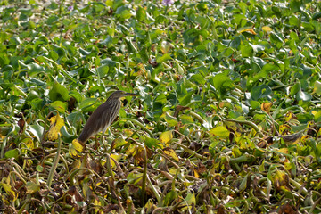 A Pond heron walking for food on a raft of water hyacinths - 761540763