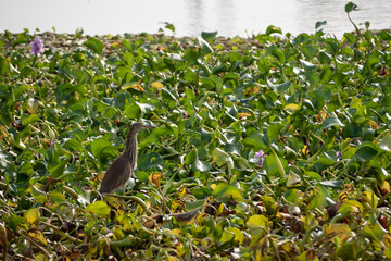 A Pond heron walking for food on a raft of water hyacinths