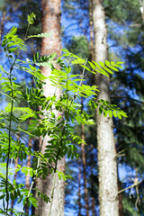 young tree in the forest in sunny day