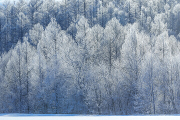 【北海道上富良野の厳冬期の絶景】美しい霧氷の木々　2月