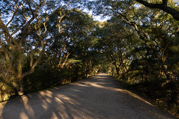 Beautiful Tree Lined Path with Shade at the Buenos Aires Ecological Reserve