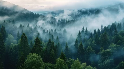 Zelfklevend Fotobehang Mistige ochtendstond Amazing mystical rising fog forest trees landscape in black forest blackforest ( Schwarzwald ) Germany panorama banner
