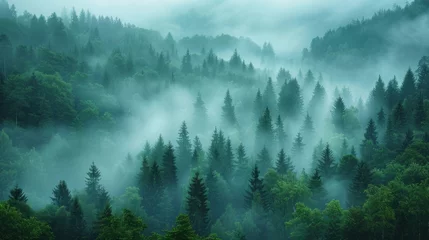 Fotobehang Amazing mystical rising fog forest trees landscape in black forest blackforest ( Schwarzwald ) Germany panorama banner © TheNoteTravel