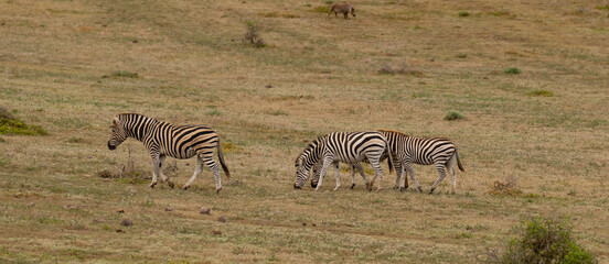 Zebras in der Wildnis und Savannenlandschaft von Afrika