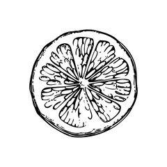 Vintage lime sketch. Citrus fruit hand-drawn vector illustration. Exotic plant drawing in engraved style. Botanical design element. NOT AI-generated