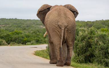 Fototapeta na wymiar Elefant in der Wildnis und Savannenlandschaft von Afrika