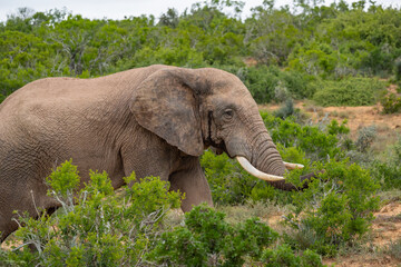 Elefant in der Wildnis und Savannenlandschaft von Afrika