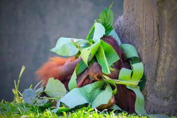 Portrait Baby Orangutan © Riadi