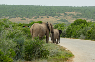 Elefant in der Wildnis und Savannenlandschaft von Afrika