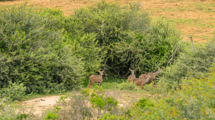 Nyala Antilope in der Wildnis und Savannenlandschaft von Afrika