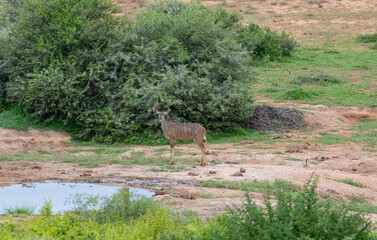 Nyala Antilope in der Wildnis und Savannenlandschaft von Afrika