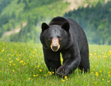 깊은 산속 무서운 곰