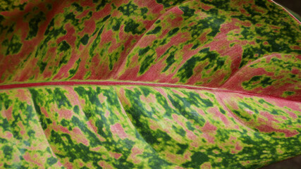Background texture of aglonema leaves.