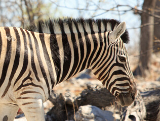Close up of a Burchell Zebra head and facer with sleeky fur and mane. Etosha National Park, Namibia, Africa