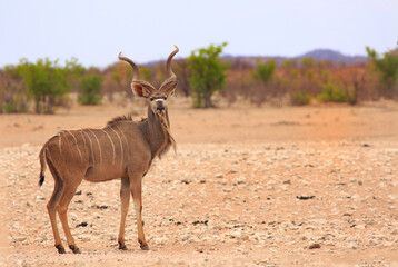 Male Kudu with impressiver horns standing on the dry hot plains of Etosha National Park, Namibia