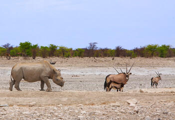 Oryx and Black Rhinoceros who has had his horn sawn off walking across the dry plains. The horn is cut todeter poachers from killing it. - obrazy, fototapety, plakaty