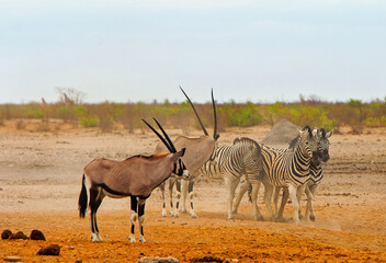 Zebras close to each other in the dust, while Oryx stand looking on