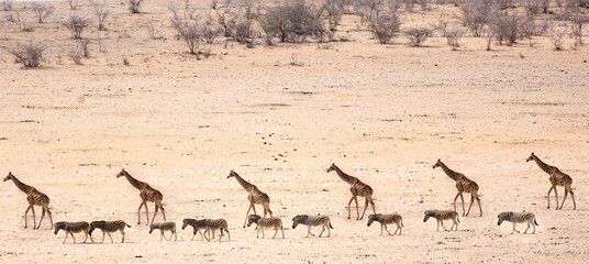 Distant view of a Herd of Giraffe and a small herd of Zebra seen from Dolomite camp in the western section of Etosha Park, Namibia. 