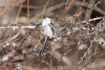 雪の妖精　シマエナガ　北海道の可愛い野生動物