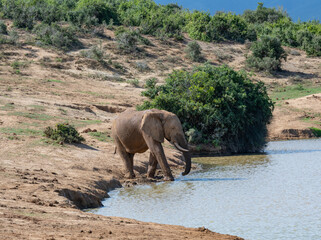 Elefant am Wasserloch in der Wildnis und Savannenlandschaft von Afrika