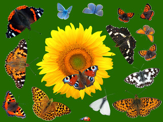 Verschiedene Schmetterlinge und eine Sonnenblume	
