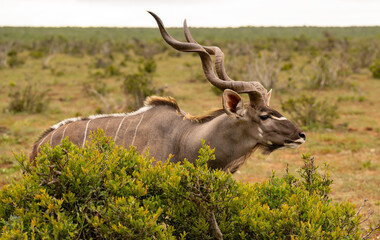Großer Strepsiceros Kudu in der Wildnis und Savannenlandschaft von Afrika