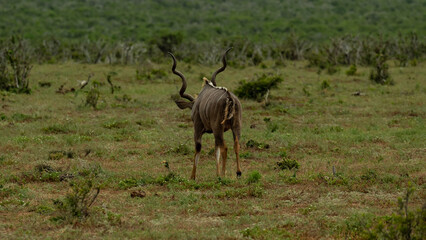 Großer Strepsiceros Kudu in der Wildnis und Savannenlandschaft von Afrika