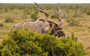 Großer Strepsiceros Kudu Bock in der Wildnis und Savannenlandschaft von Afrika
