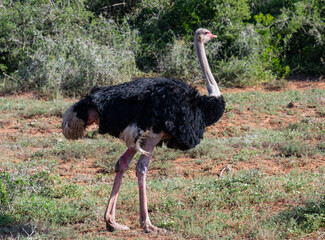 Afrikanischer Strau&szlig; in der Wildnis und Savannenlandschaft von Afrika