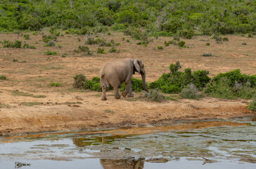 Elefant am Wasserloch in der Wildnis und Savannenlandschaft von Afrika