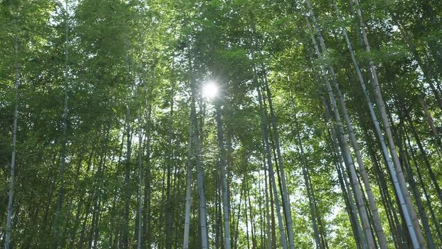 Leaves, bamboo trees and sunshine with green in nature, Japanese jungle or garden with lens flare. Environment, landscape in Japan with greenery	
