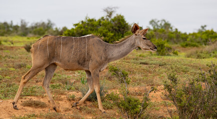 Kudu in der Wildnis und Savannenlandschaft von Afrika