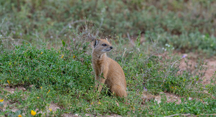 Manguste in der Wildnis und Savannenlandschaft von Afrika