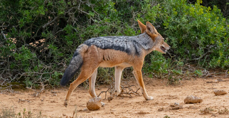 Schabrackenschakal in der Wildnis und Savannenlandschaft von Afrika