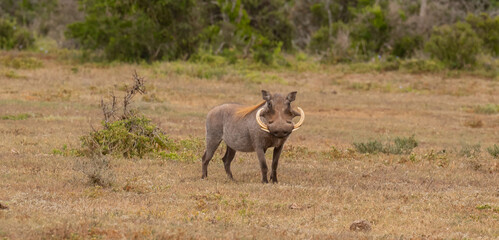 Warzenschwein in der Wildnis und Savannenlandschaft von Afrika