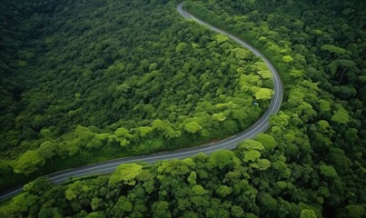 aerial view, winding road in the rainforest