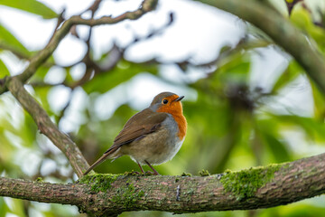 European Robin Red Breast (Erithacus rubecula) in National Botanic Gardens, Dublin, Ireland