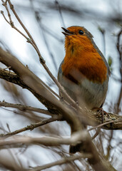 European Robin Red Breast (Erithacus rubecula) in National Botanic Gardens, Dublin, Ireland