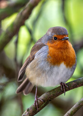 European Robin Red Breast (Erithacus rubecula) in National Botanic Gardens, Dublin, Ireland