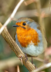 European Robin Red Breast (Erithacus rubecula) in National Botanic Gardens, Dublin, Ireland